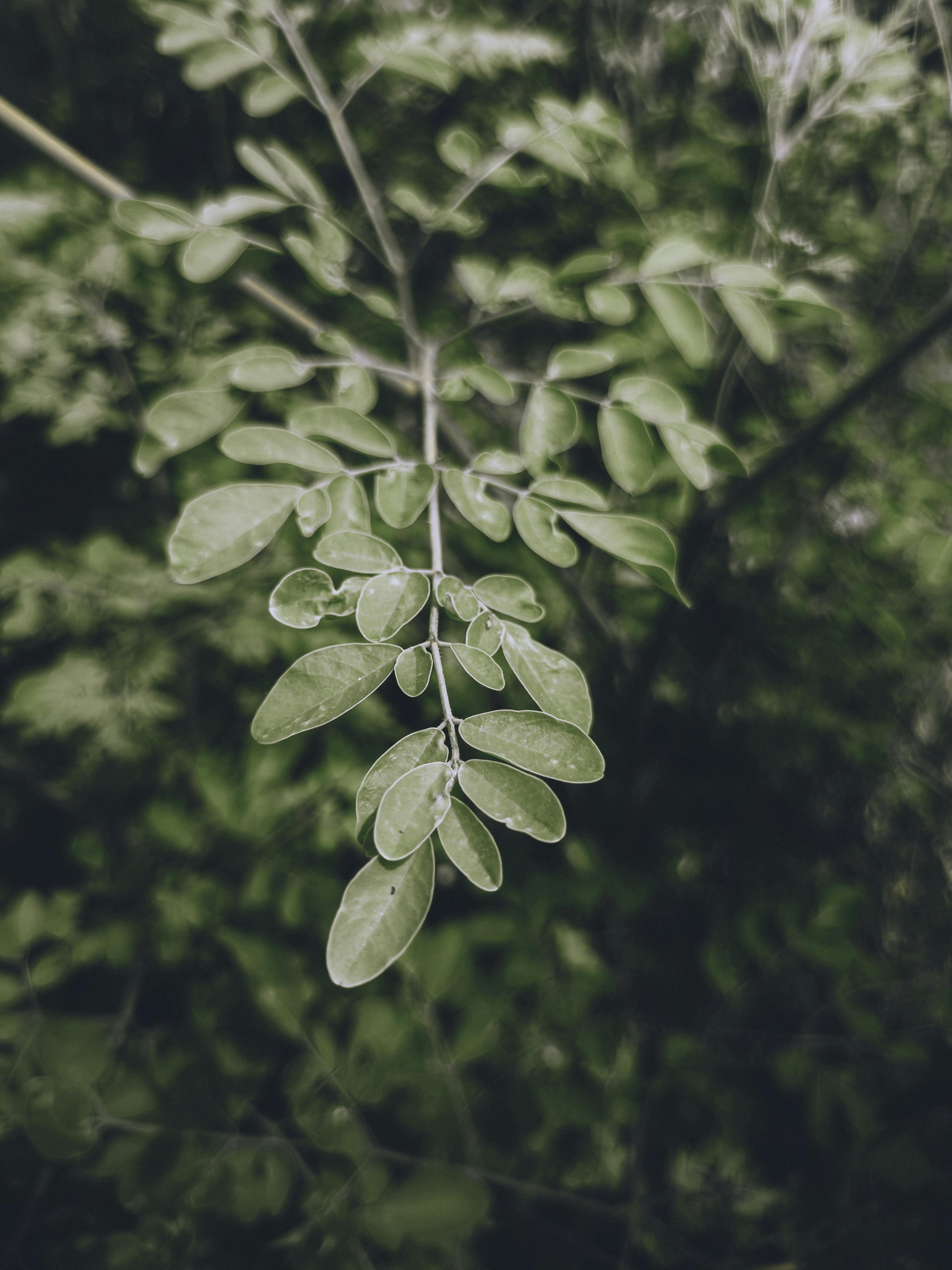 Moringa